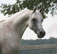 Egyptian Arabian Horses from Pyramid Arabians.