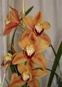 Cymbidium Orchids