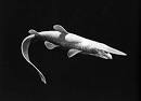Richard Ellis Gallery: Goblin Shark