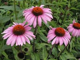 images?q=tbn:ANd9GcQIXKcWP9r1ZhNdq7YJ2VeWnsxMYsSQP3IXyNqUfpZV3GAKuxkRJA