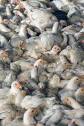 <b>Poultry Diseases</b> - United <b>Poultry</b> Concerns