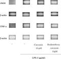 Comparative antiulcer effect of Bisdemethoxycurcumin and Curcumin ...