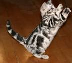 american shorthair cats, american shorthairs, www.silvershorthairs ...