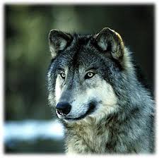 Wolves of dawn (Needs members!) - Page 2 Images?q=tbn:ANd9GcQIelMqnRZHWYuBSpQQlacrzdPRYIgZ15HWmtp0MaL1-9KkfgoH