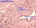 Male external genitalia - Normal - Microscopic