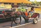 Berkas:Delman bogor.jpg - Wikipedia bahasa Indonesia, ensiklopedia ...