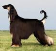 The Westminster Kennel Club | Breed Information: Afghan Hound