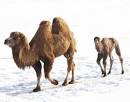 ZooBorns: Camel