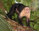 White-faced Capuchin Monkeys (Cebus capucinus) - The Firefly Forest