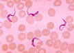 230px-Trypanosoma_sp._PHIL_613 ...