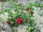 File:<b>Vaccinium</b> vitis-idaea