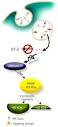 The <b>immunotoxin</b>, consisting of