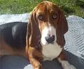 Basset Hound, Information and Pictures, Basset Hounds