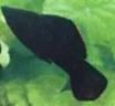 Mollies, Molly Fish - Poecilia sphenops