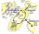 Horizontal Gene Transfer