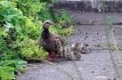 The partridge &amp; its mate had - via Daymix