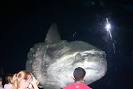 world best aquariums