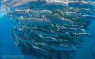 BBC Nature - Herring and sardine family videos, news and facts
