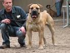 Boerboel | doggshaven