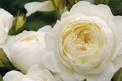 Plants, Planting
 Advice and In ...