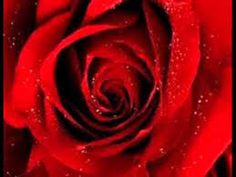 Résultat de recherche d'images pour "les fleurs"