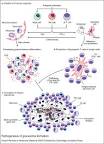 Pathogenesis of <b>granuloma</b>