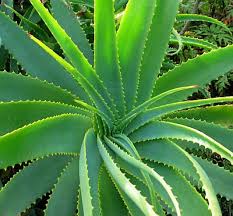 Phytotherapy for growth and hair health