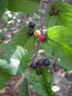 <b>Frangula</b> caroliniana