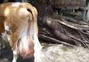Study Claims Bovine Growth Hormone Good for Environment : TreeHugger
