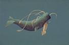 I'm Curious Too: Sperm Whale Facts