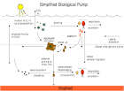 Biological Pump