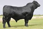 Bovine Elite - Doguets Hercules 88S3