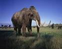 WOOLLY MAMMOTH