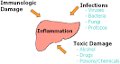 What is <b>Hepatitis</b>?