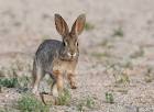 Desert Cottontail (Sylvilagus audubonii)