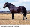 Breeds of Livestock - Exmoor Pony