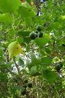 <b>Sapium</b> sebiferum | PlantRight