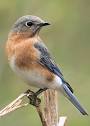 Eastern Bluebird, Identification, All About Birds - Cornell Lab of ...