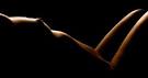 Atlanta Escorts, GFE Escort Service in Atlanta Ga. Outcall Escorts