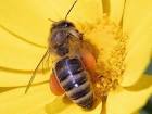 Bees flowers pollen public - via Daymix