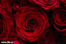 الورود الحمراء Images?q=tbn:ANd9GcQL-b9bw3Z6cBAwm27fM3b8e4frfjr9nPeTLzfTwVjSbazgOuGX