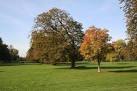 A young horse chestnut tree alongside a much older example of the same - via Daymix