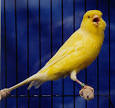 Canary Species and Songs
