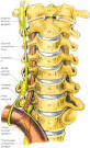 inferior cervical ganglion : KMLE 의학 검색 엔진 - 의학사전, 의학 ...
