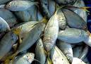 Gaza's fishing industry under siege | The Electronic Intifada