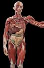 General Human Anatomy - NIOSe Group of Distance Education India