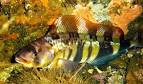 Sea fish of Kamchatka. Atka mackerel