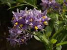 Certainly looks like the nightshade family (Solanaceae). - via Daymix