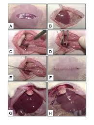 Double ligature model of the common bile duct in male rats of the Sprague-Dawley strain. - 1471-230X-3-29-2