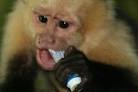 Chapstick Monkey is trying